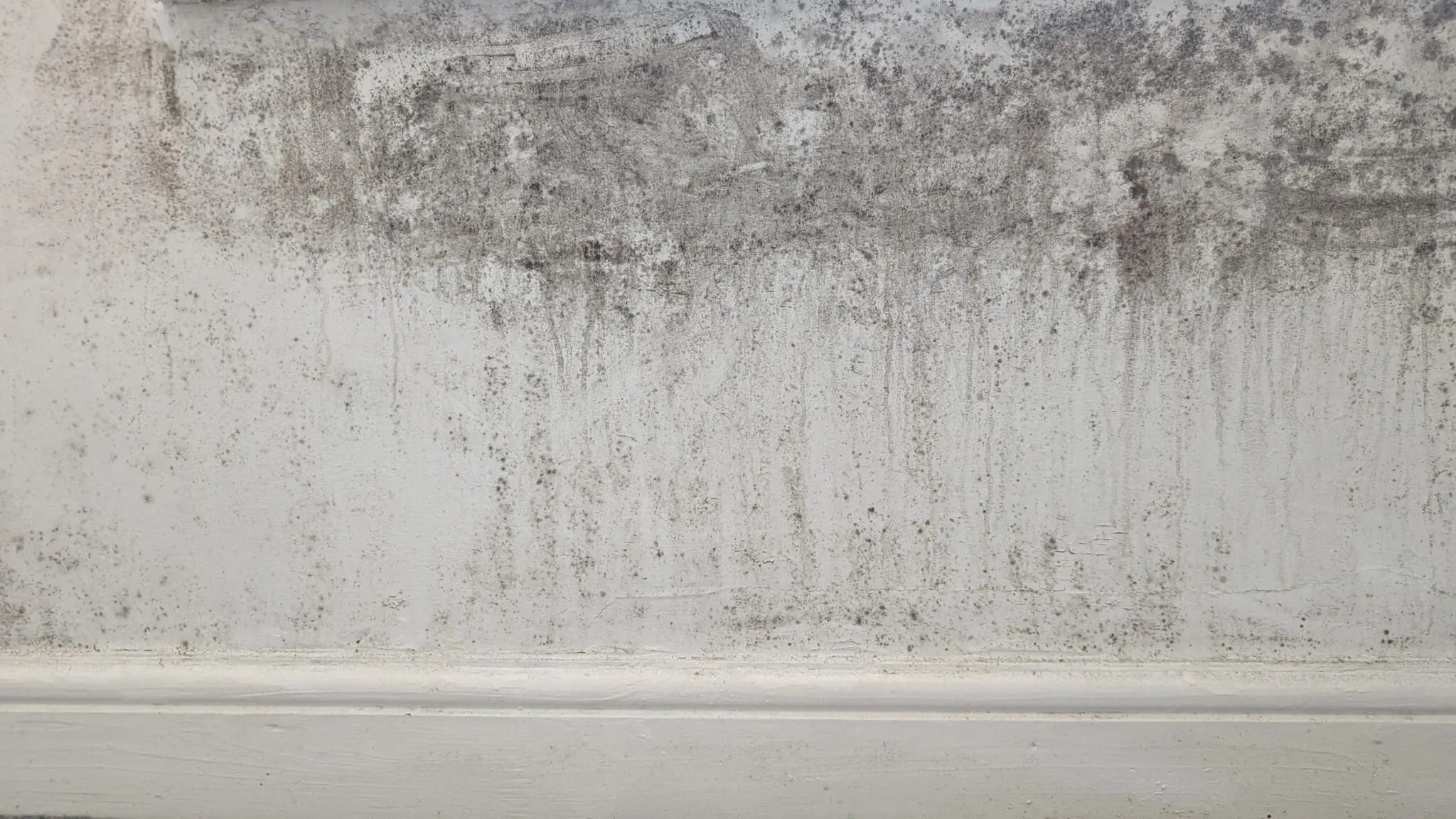 Condensation surveyor carrying out a mould survey. Wet walls and mould growth.