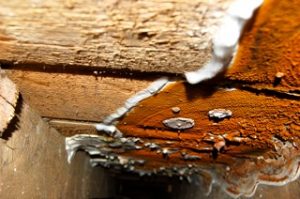 dry rot, dry rot specialist, dry rot treatment, dry rot survey, dry rot quotation, dry rot expert, dry rot diagnosis