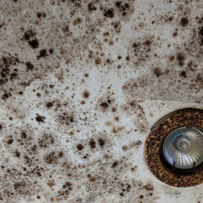 cropped-cropped-cond-4.jpg Damp and timber report and survey