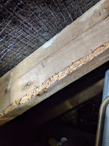 woodworm treatment company